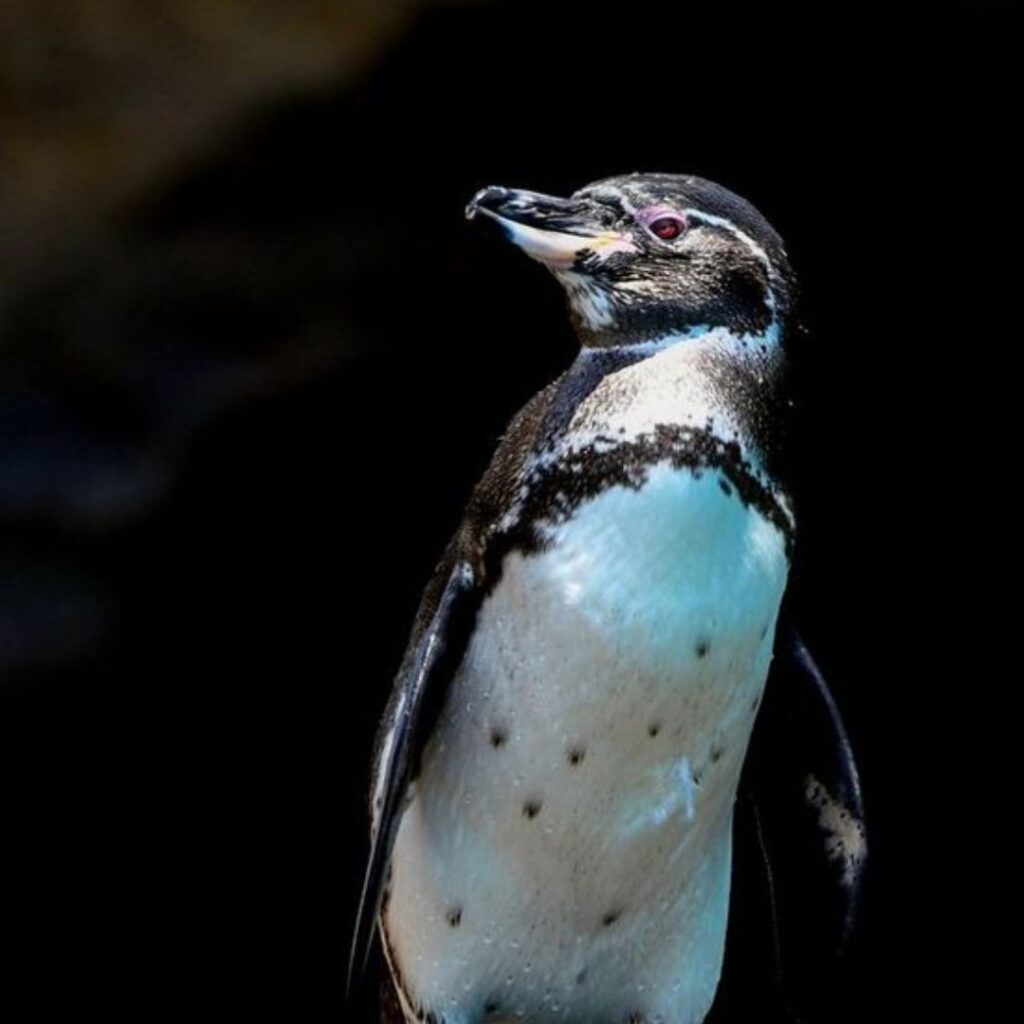 Galapagos Penguin wandering at night