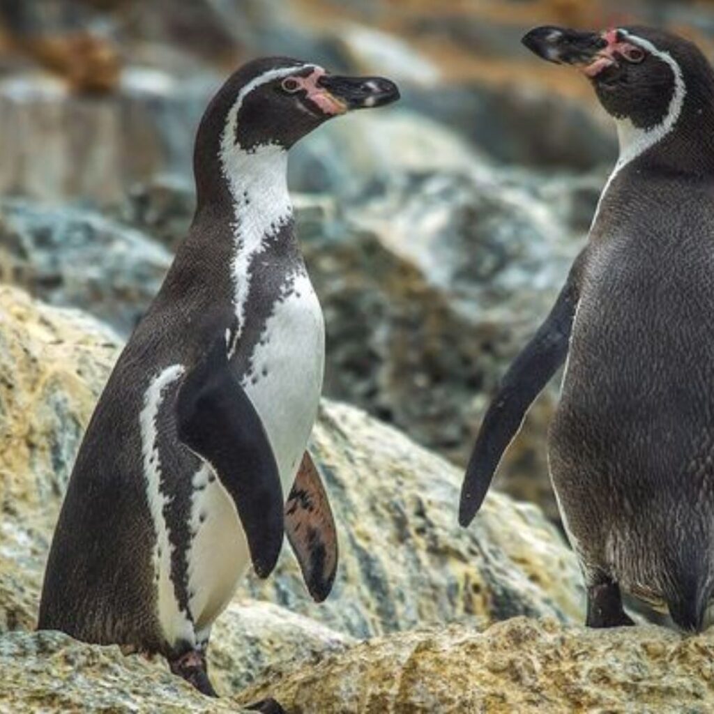 two Humboldt Penguins walking on rocks