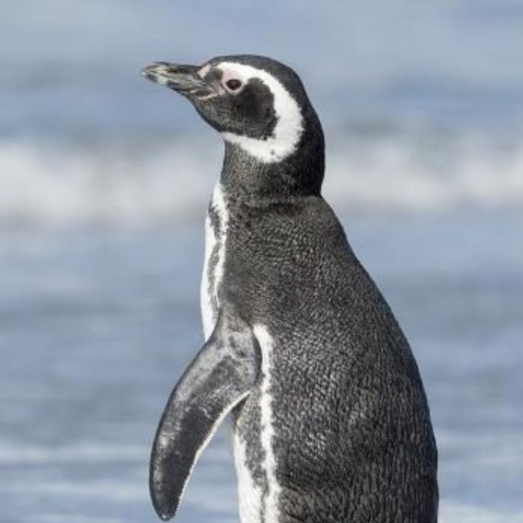 alone Magellanic Penguin watching the sea