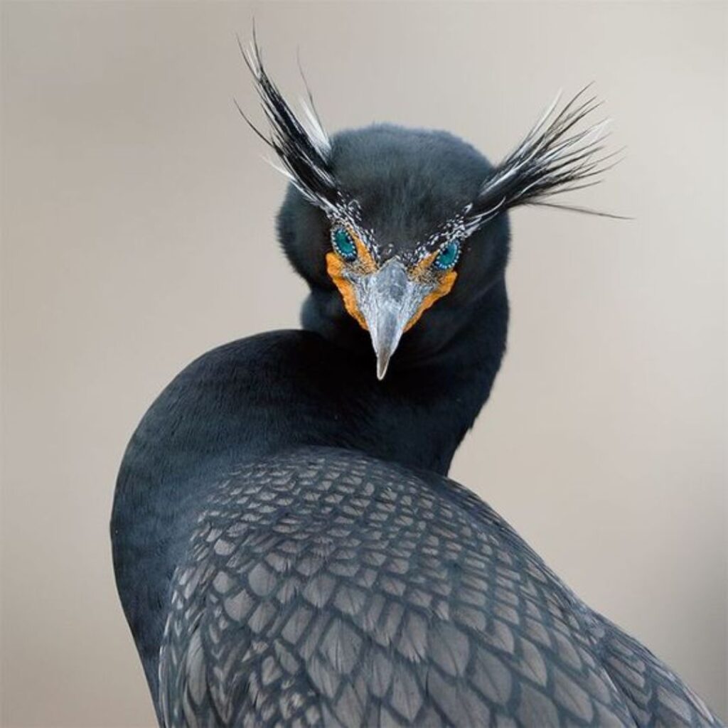 legendry Double-crested Cormorant