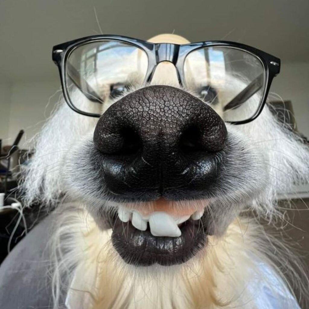 funny dog with big teeths wearing black glasses