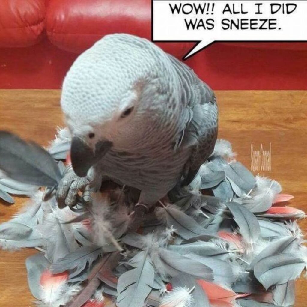 Pros & Cons of Owning an African Grey Parrot