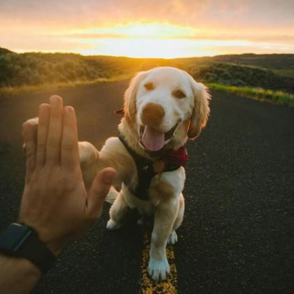 Golden retriever puppy giving a high-five during a sunset walk.