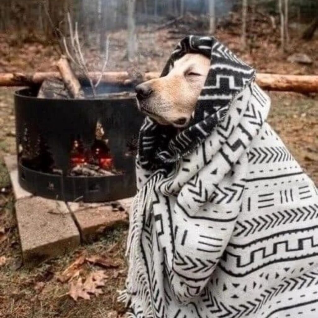 pet dog enjoying camping wearing blanket