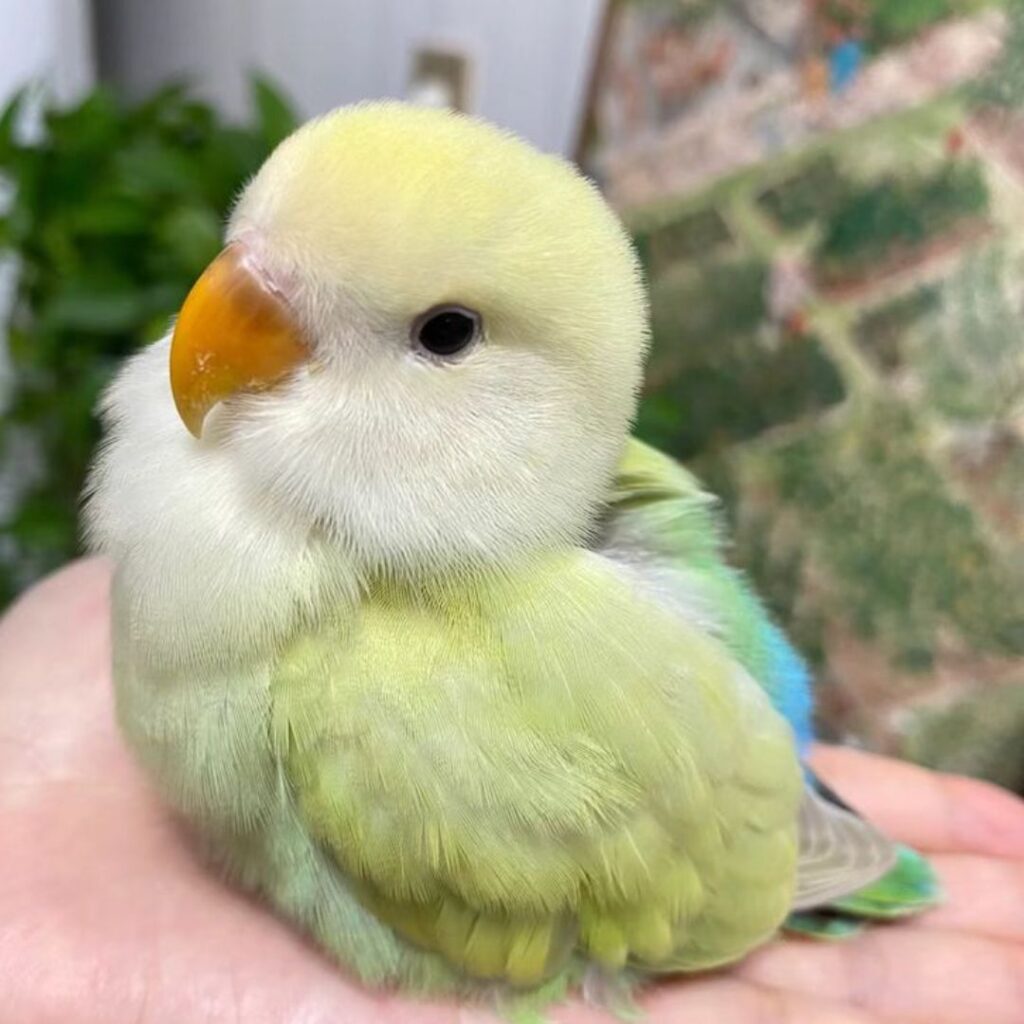 chubby baby of love bird