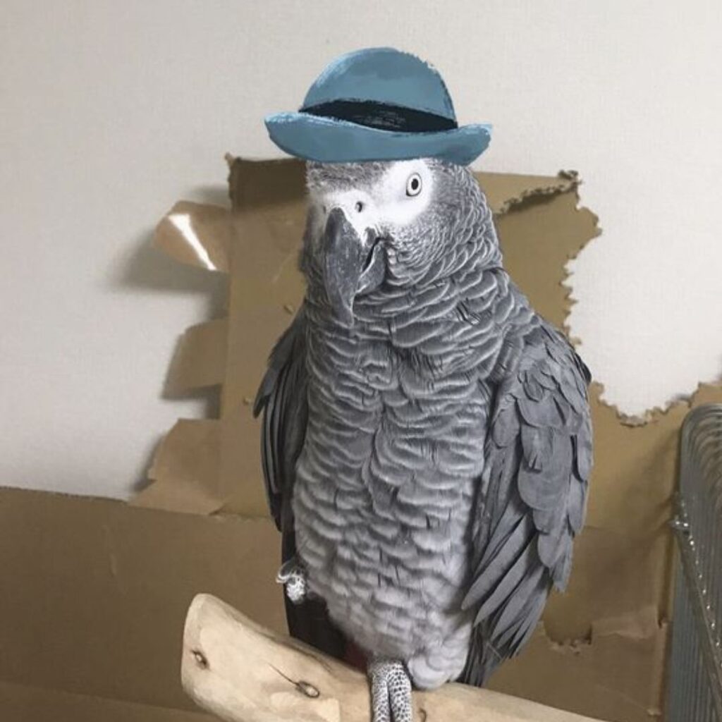 african grey with a cool hat