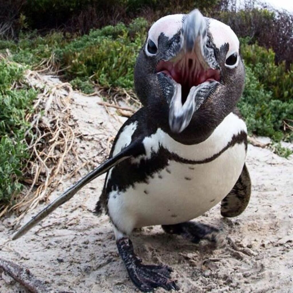 aggressive african penguin