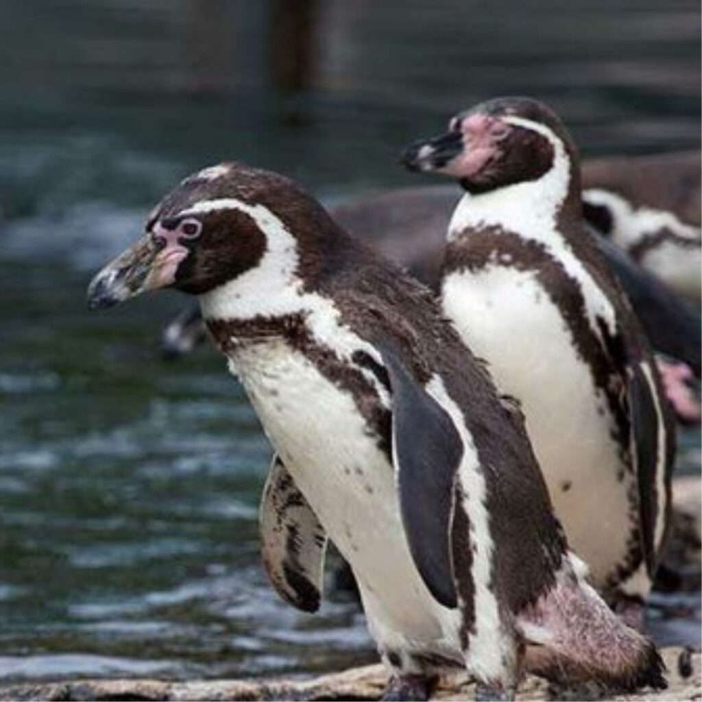 Humboldt Penguins are afraid to go to water