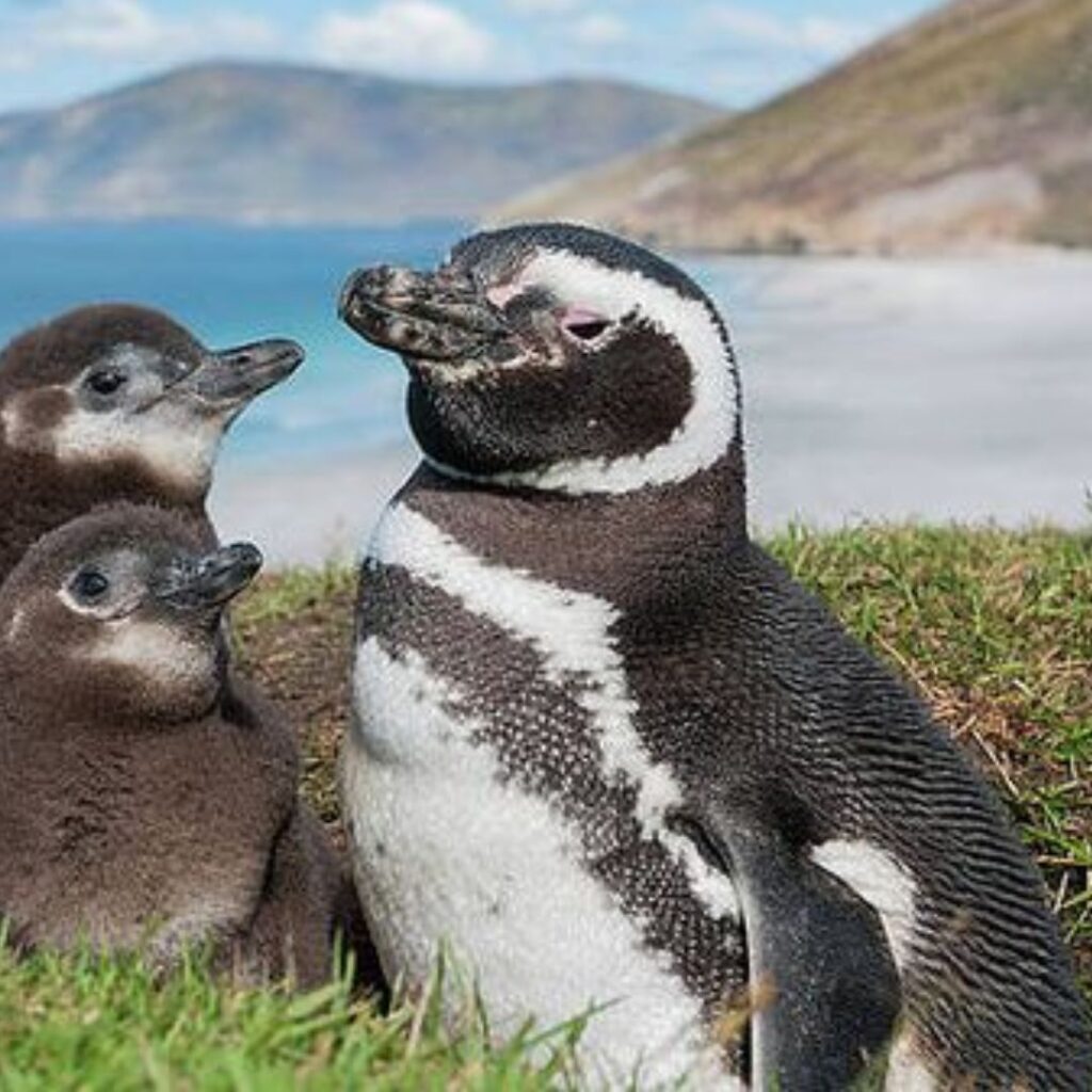 female Magellanic Penguin with her babies