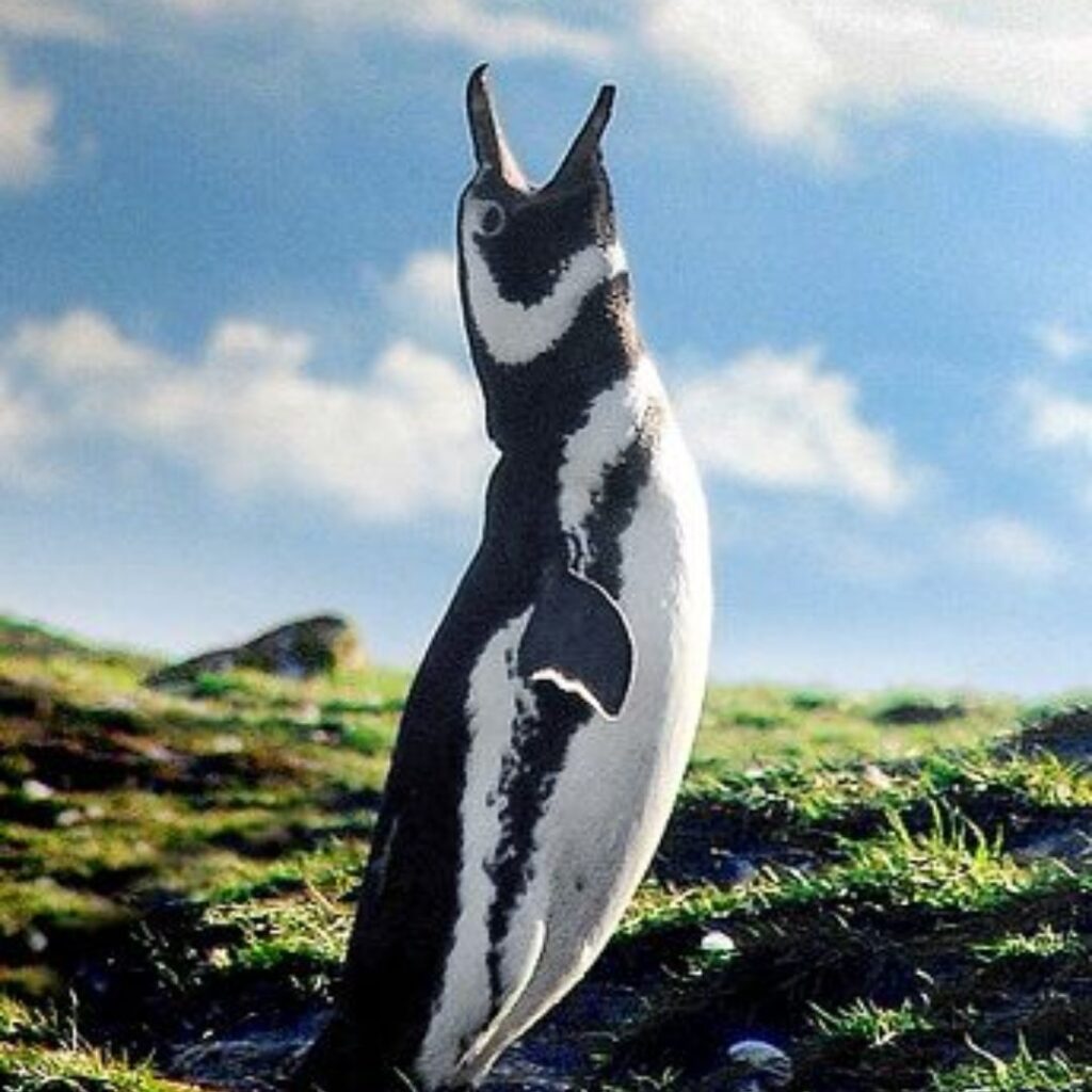 Is the Magellanic Penguin Extinct?