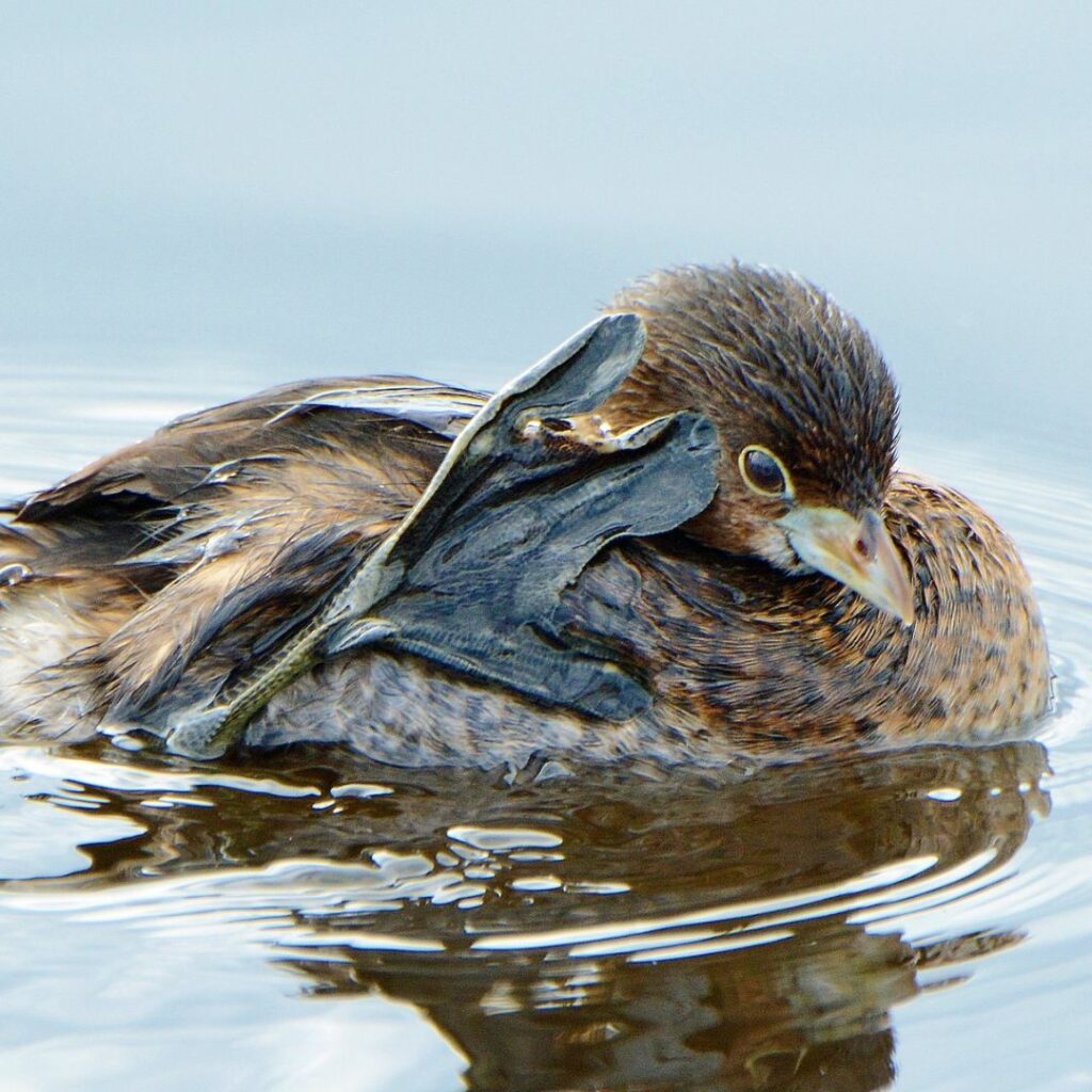 Pied-billed Grebe diving alone