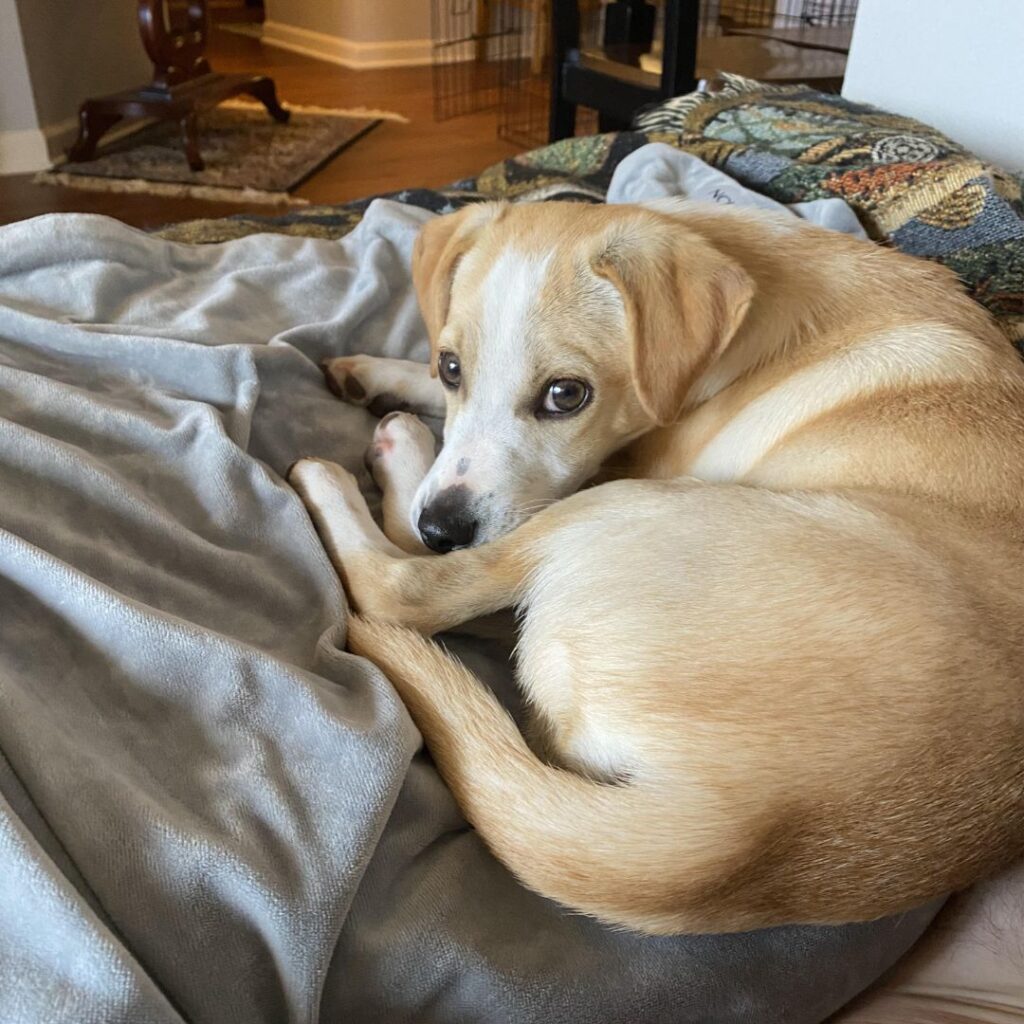 tired looking dog resting on bed and making ugly face