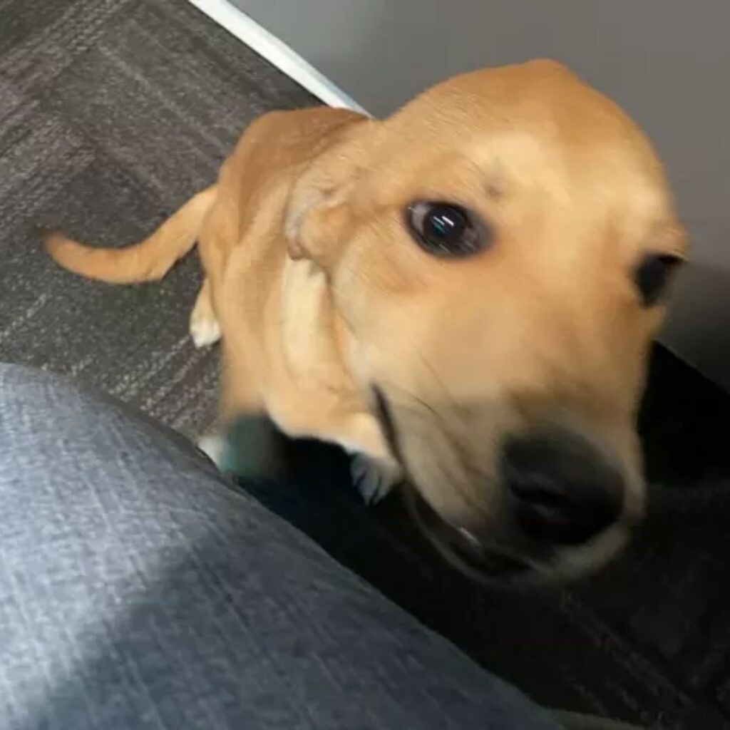 cunning dog looking at owner expecting food