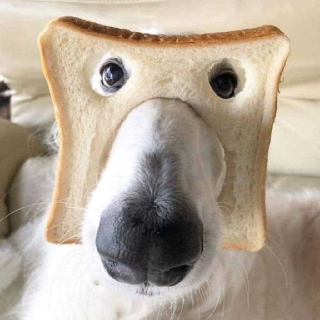 donkey faced white dog with bread masked