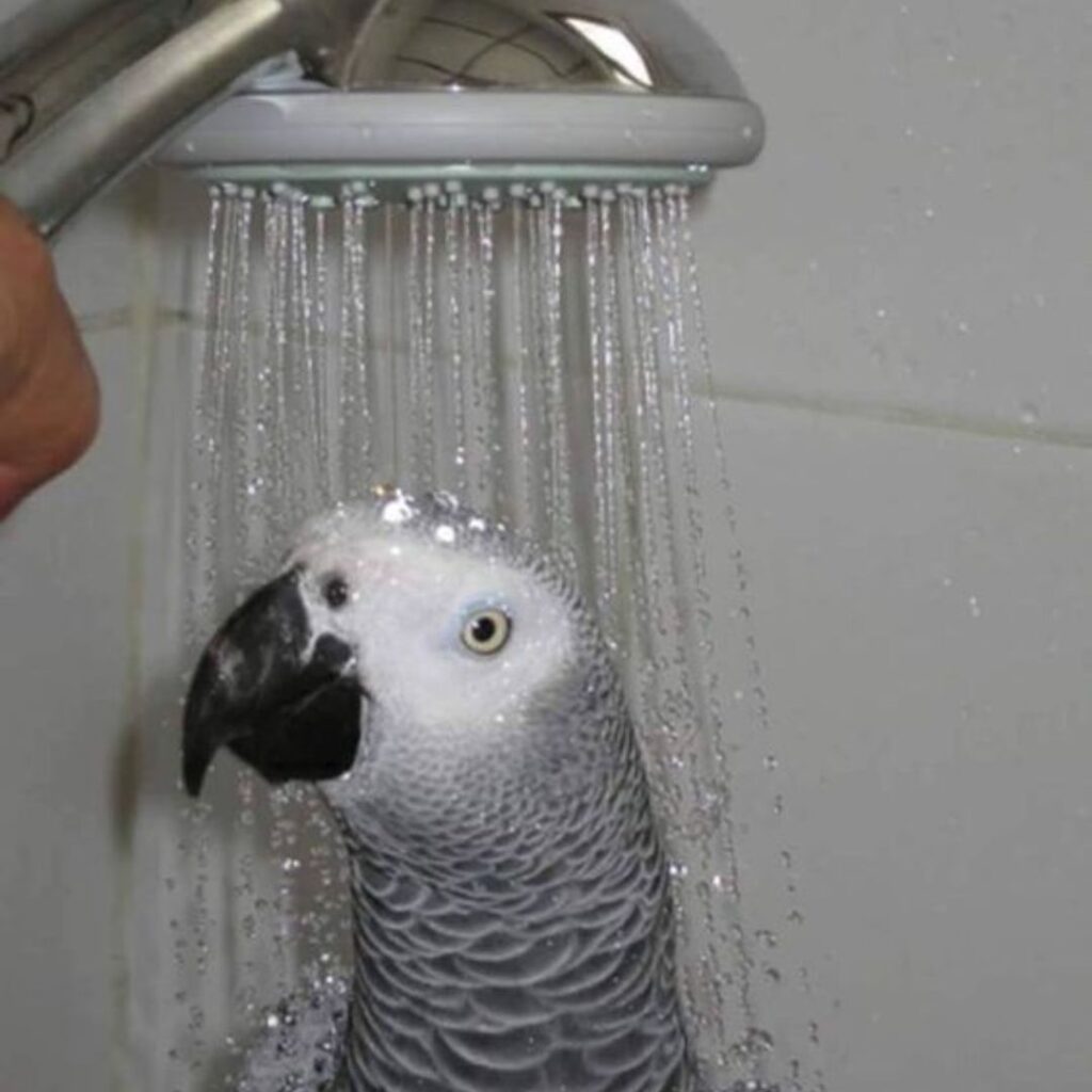 are African Grey Parrots a Good Pet