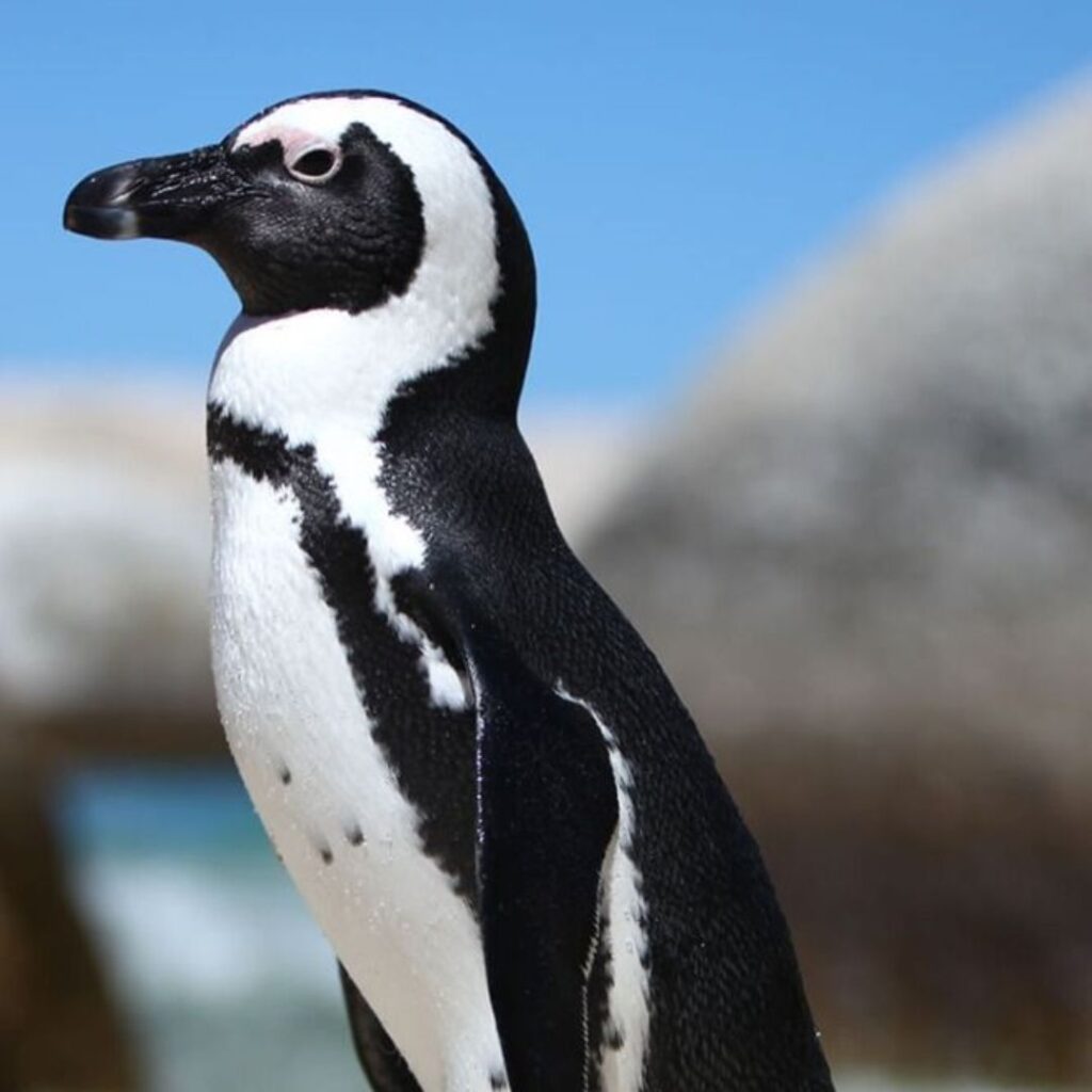 african penguin wathcing others swim