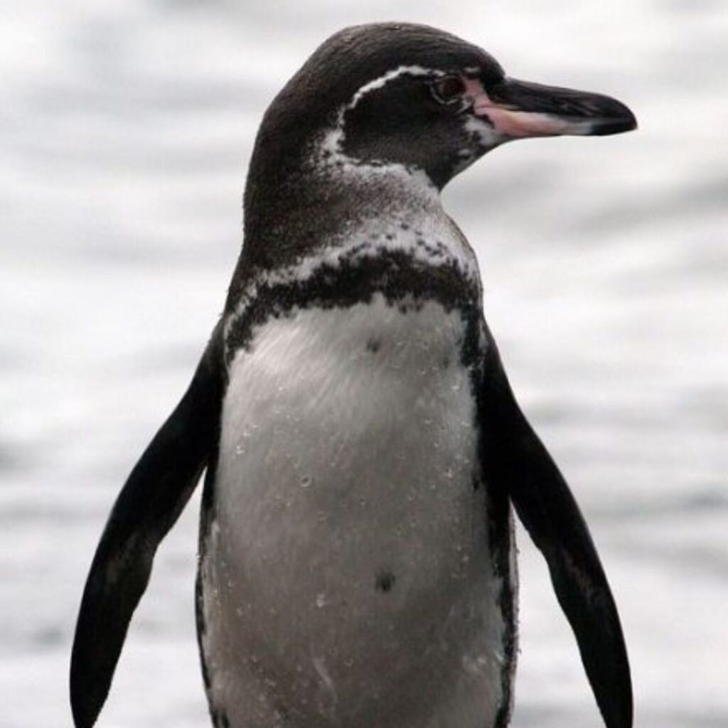 aesthetic picture of a galagapos Penguin