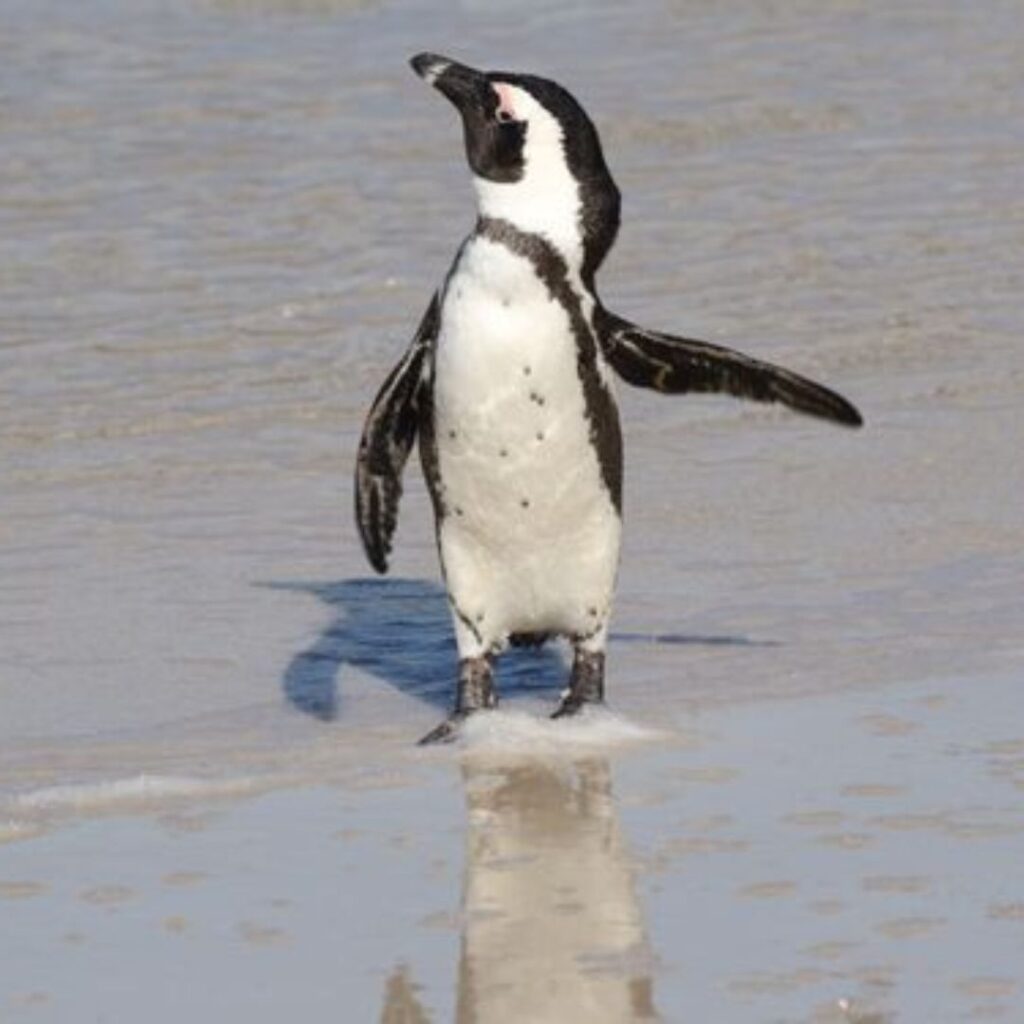 Humboldt Penguin - Everything You Need to Know