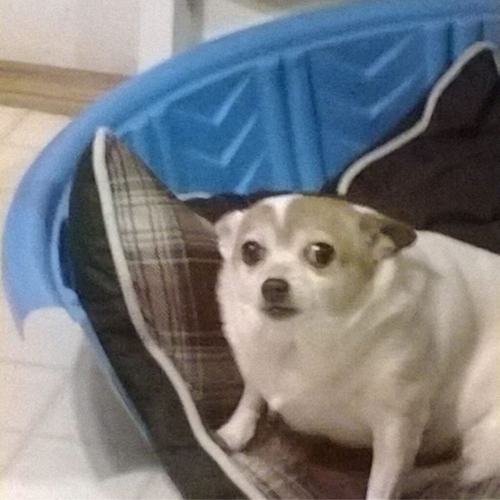 scared dog looks like famous meme dog