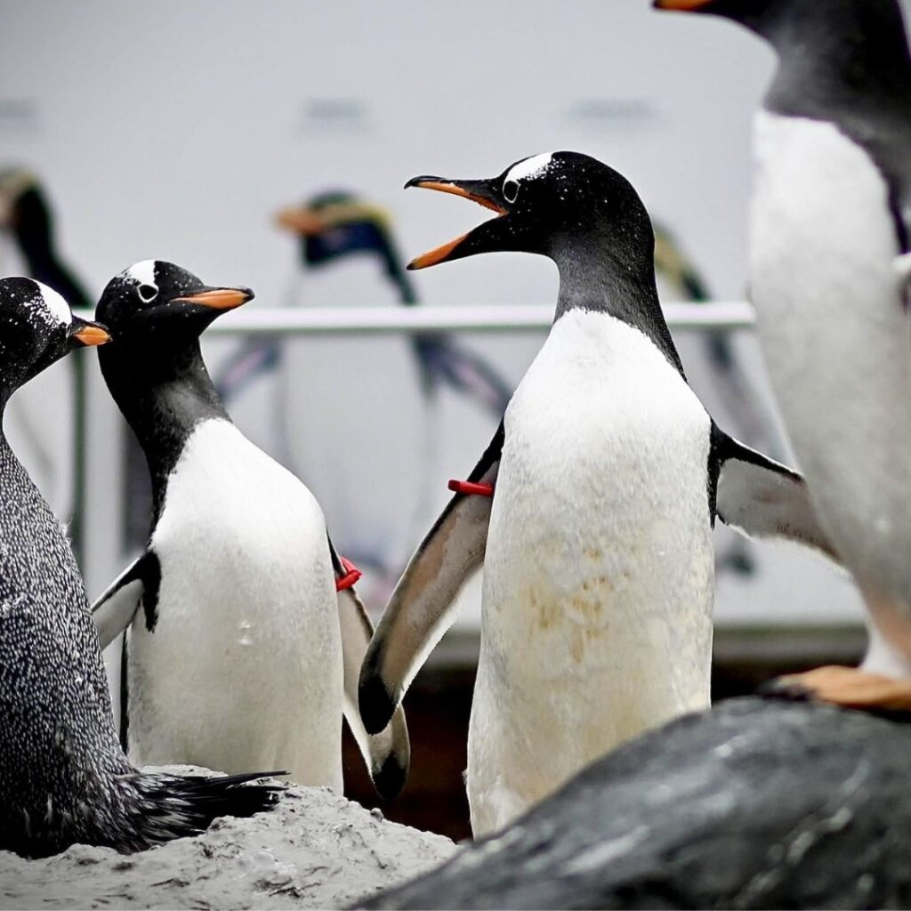 a group of gentoo penguins enjoying sun bath