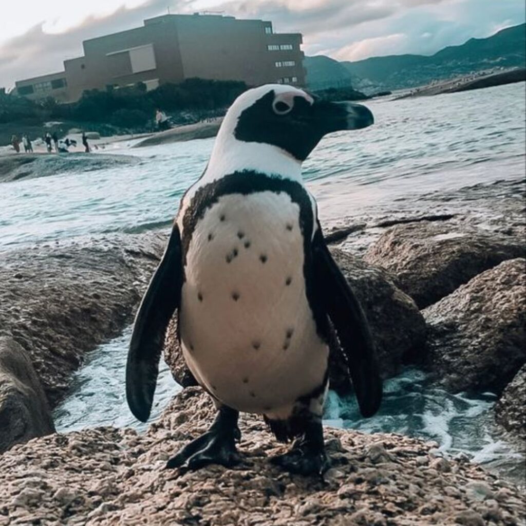 Magellanic Penguin stading on a rock  beside the shore