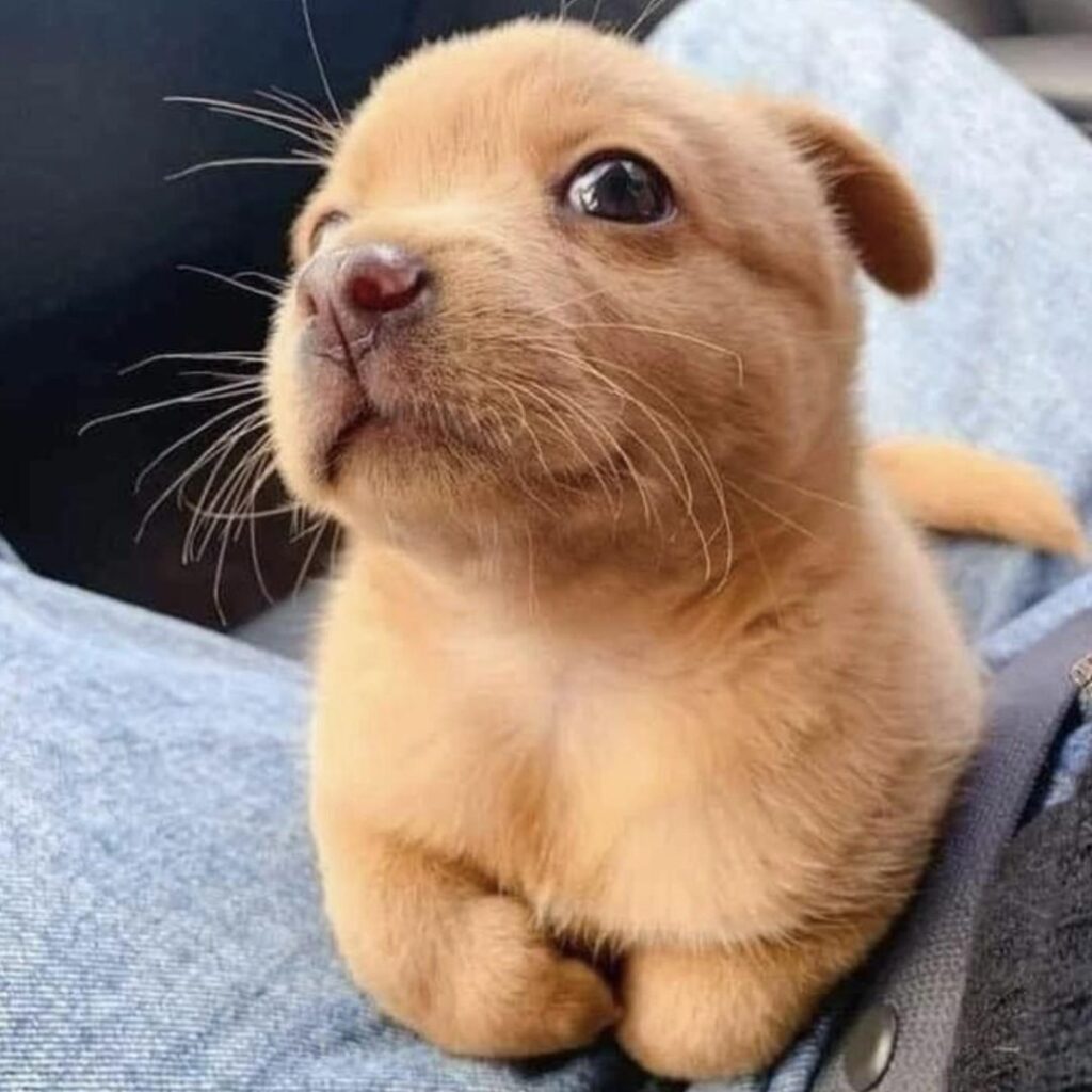 cute fluffy puupy similar resembles rabbit