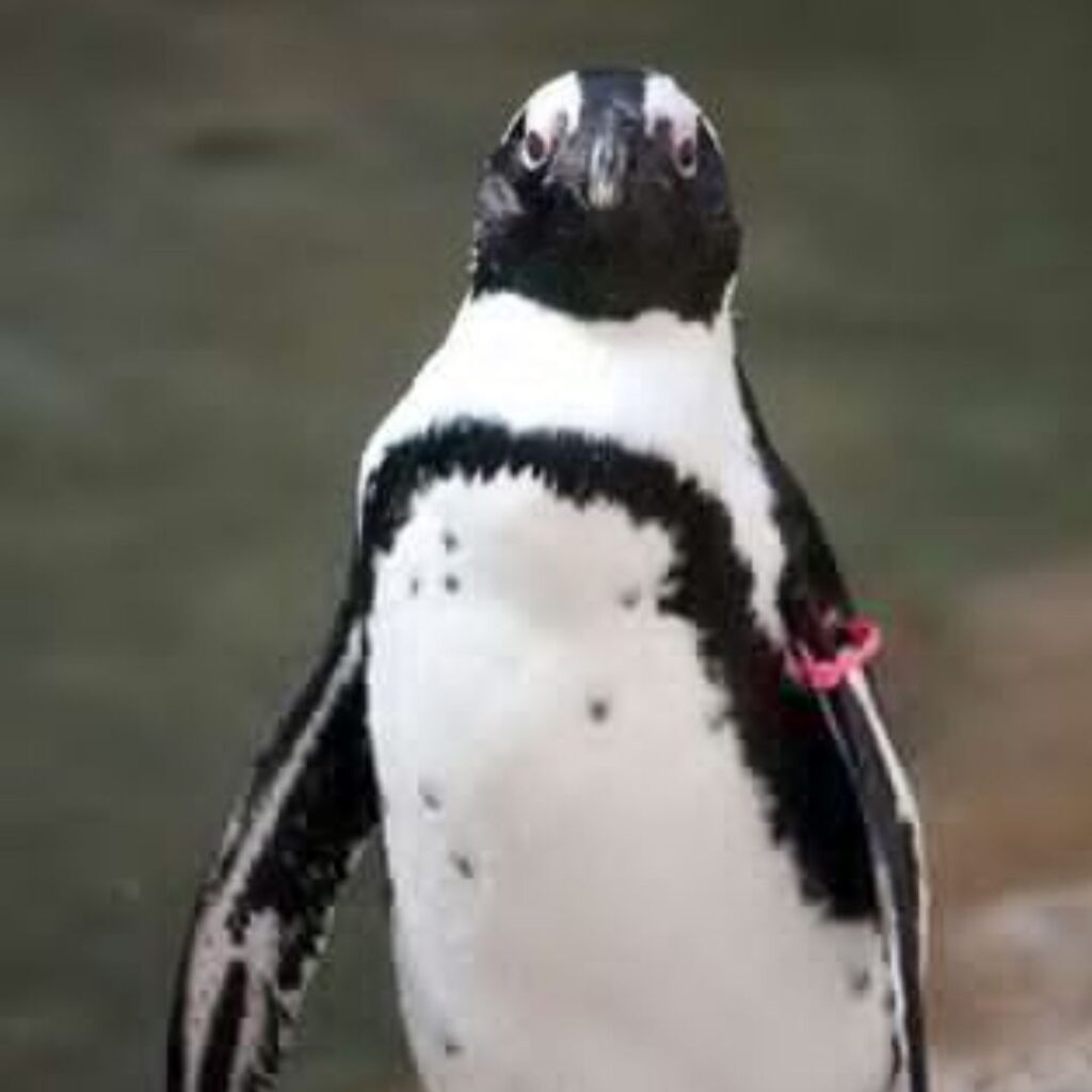 African Penguins - Everything You Need to Know