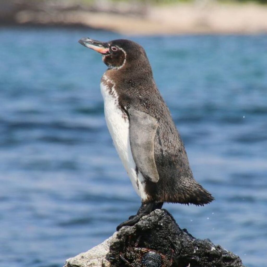 baby galagapos Penguin standing on a stone