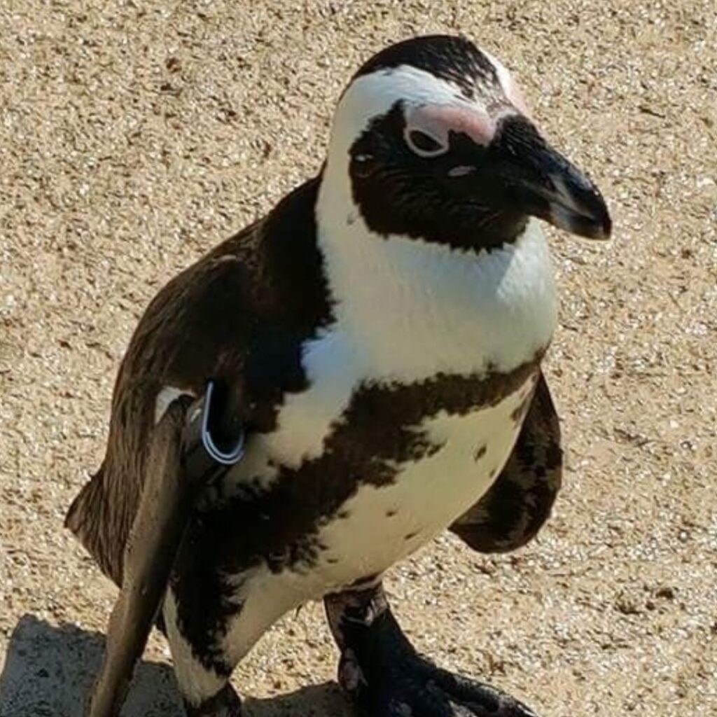 Humboldt Penguin walking in summer alone