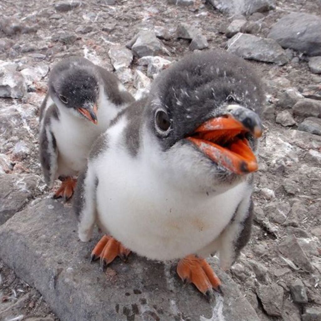 Gentoo penguin landing with a splash, wings outstretched in surprise after a failed dive.