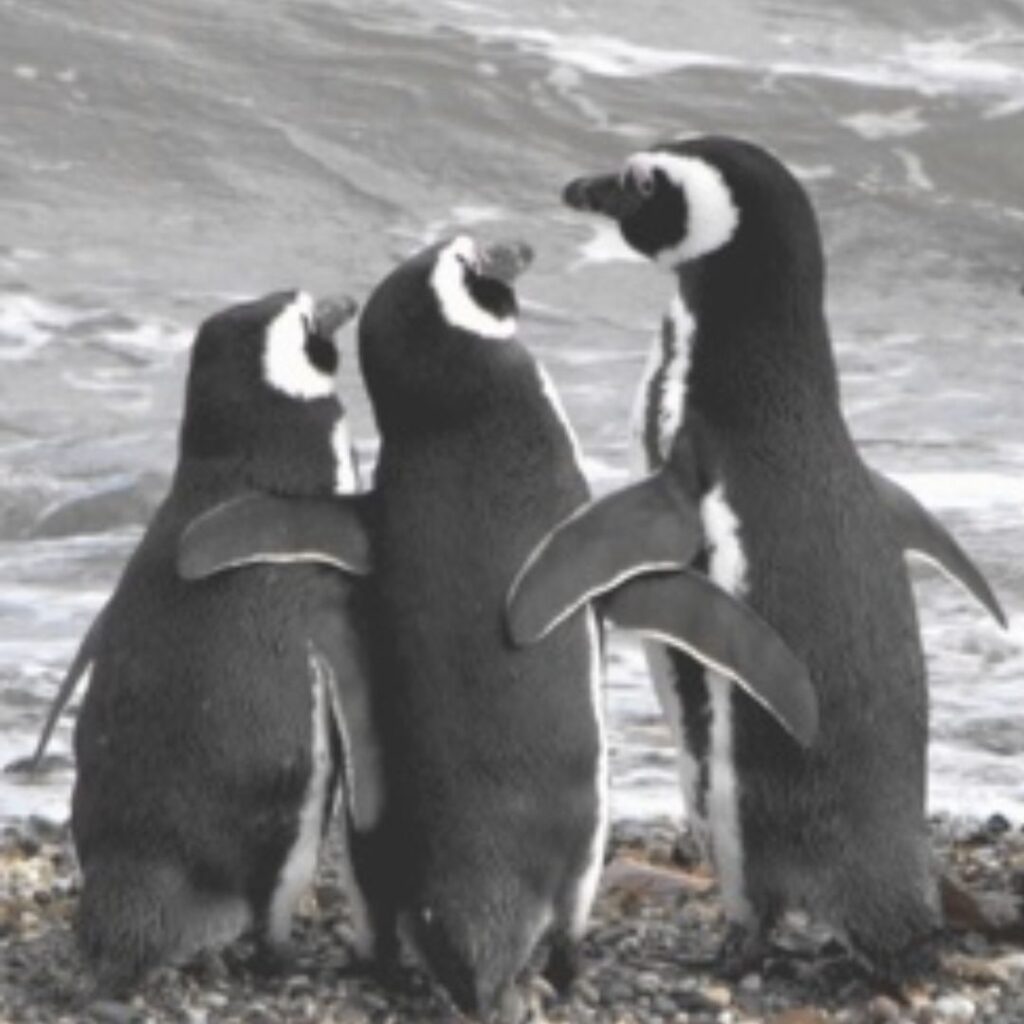 trio african penguin buddies enjoying