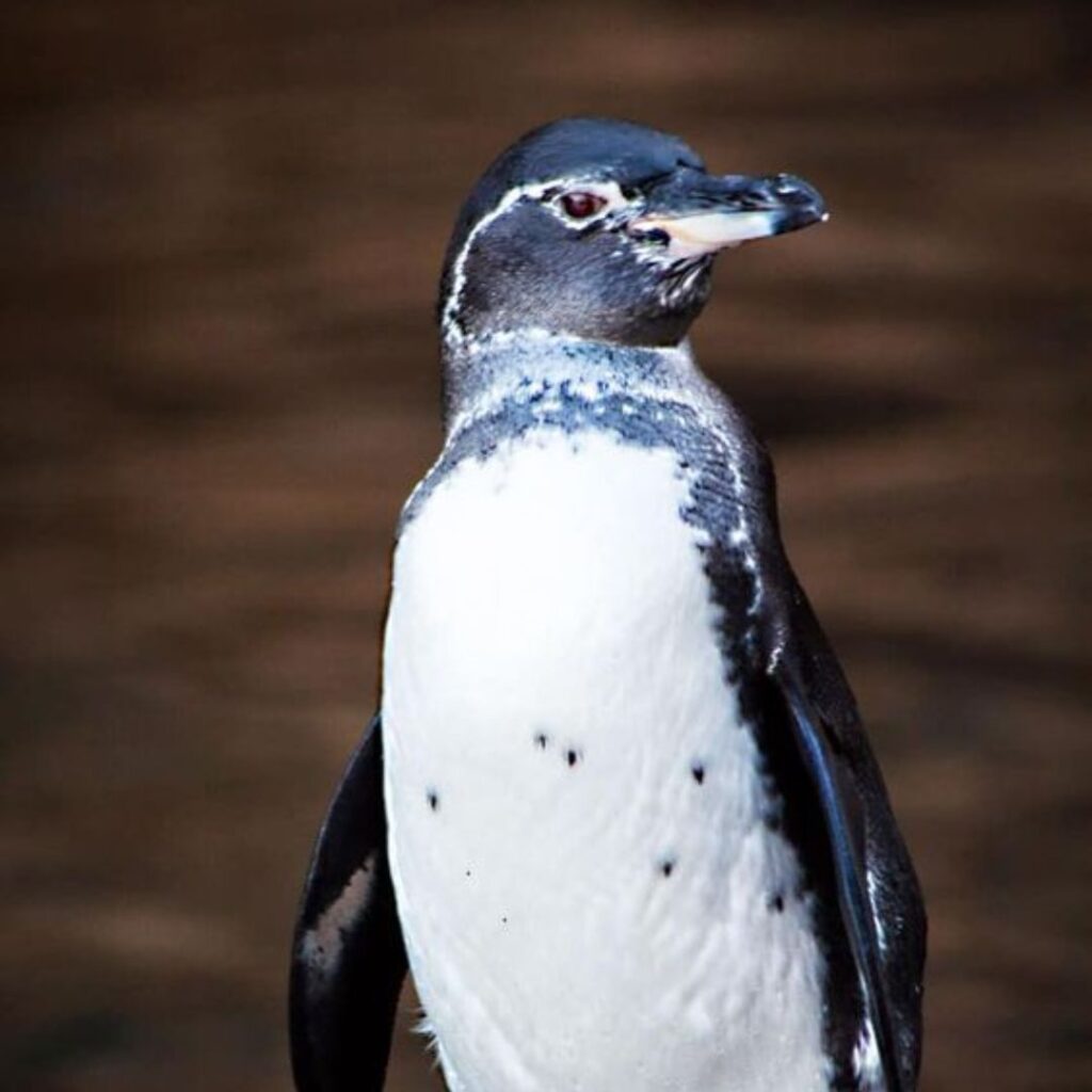 adult Galapagos Penguin posing for camera