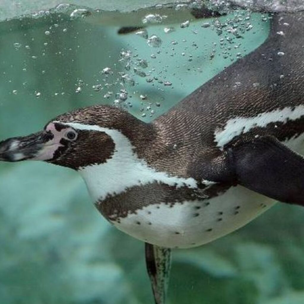 Humboldt penguin enjoy solo diving