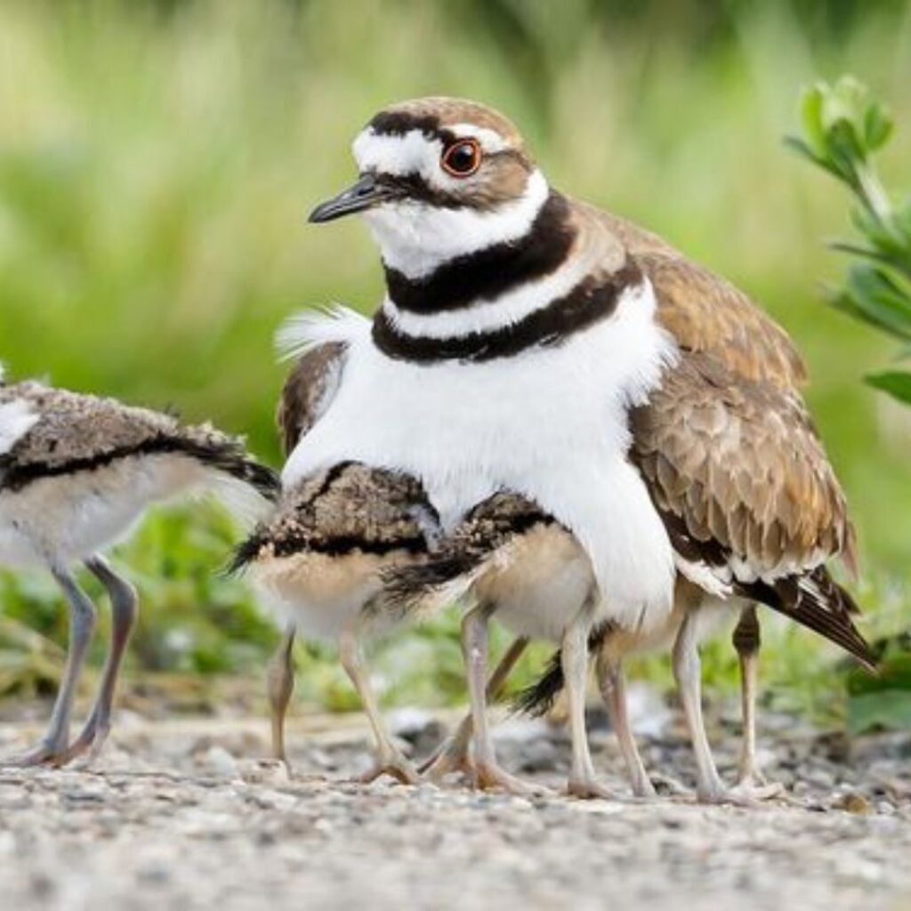 Killdeer with babies