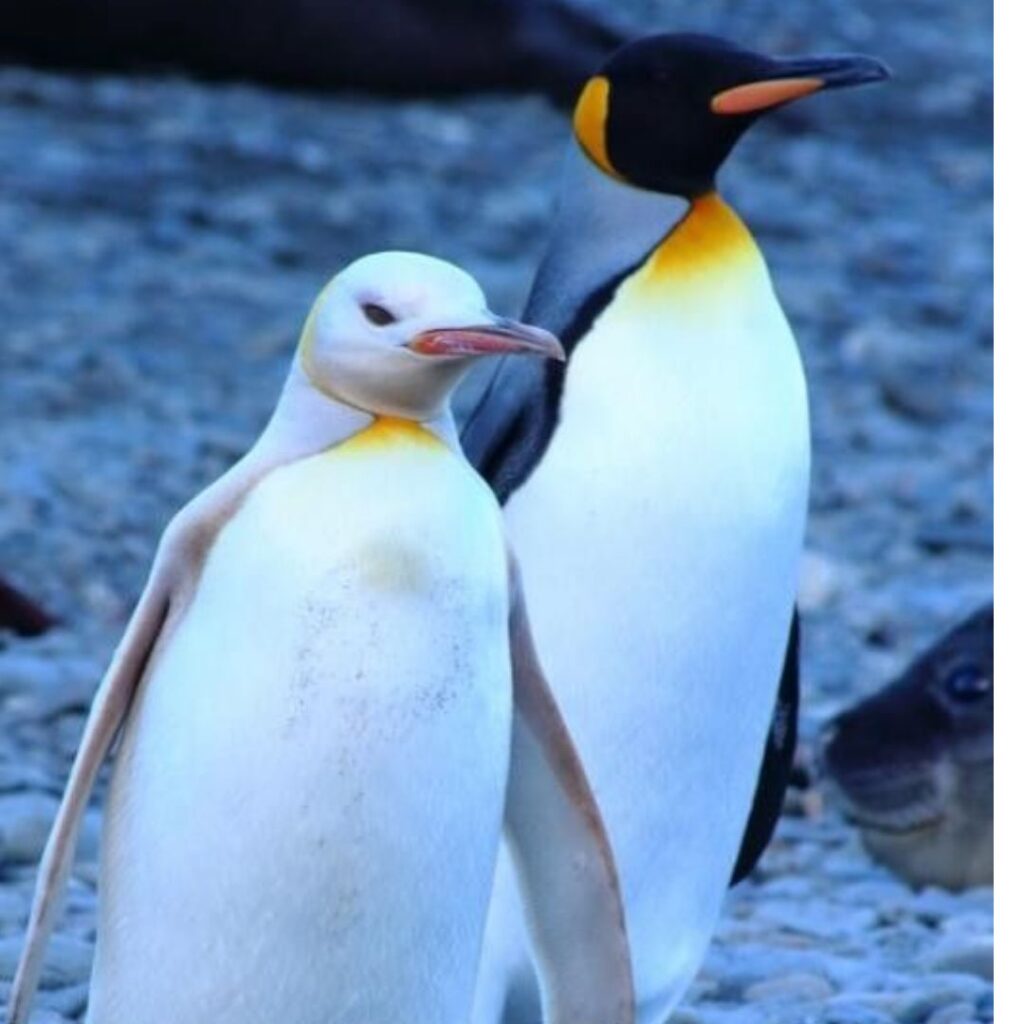 albino penguin couple