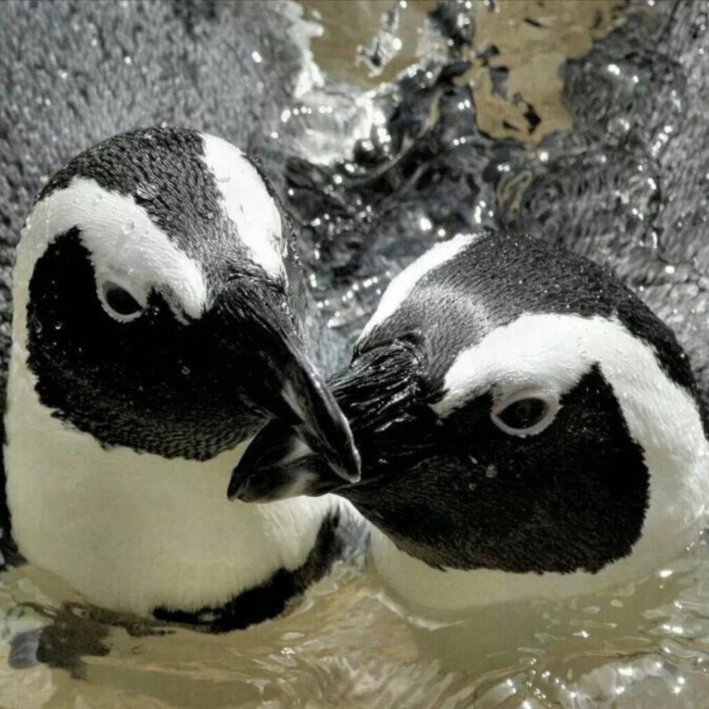 Humboldt penguins having fun diving