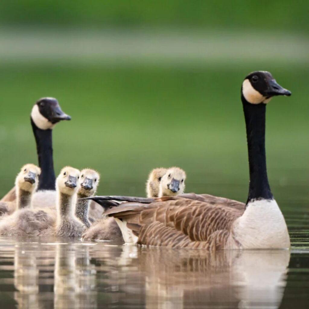 Canada Goose with chicks