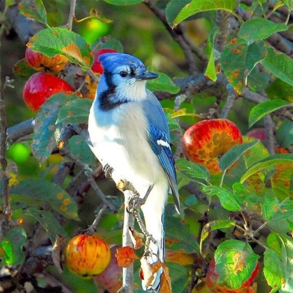 Blue Jay sitting on an apple tree