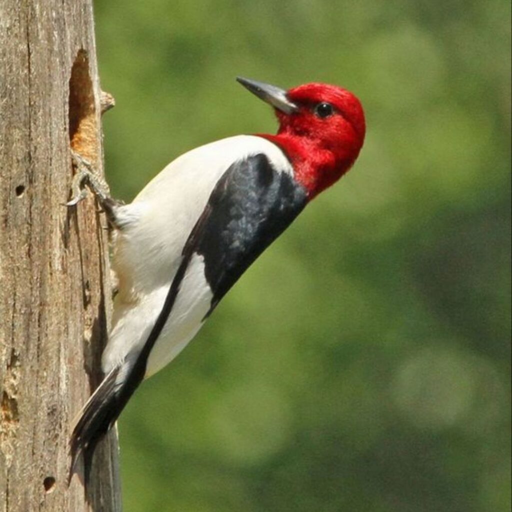 Bird with Red Head and Black and White Body