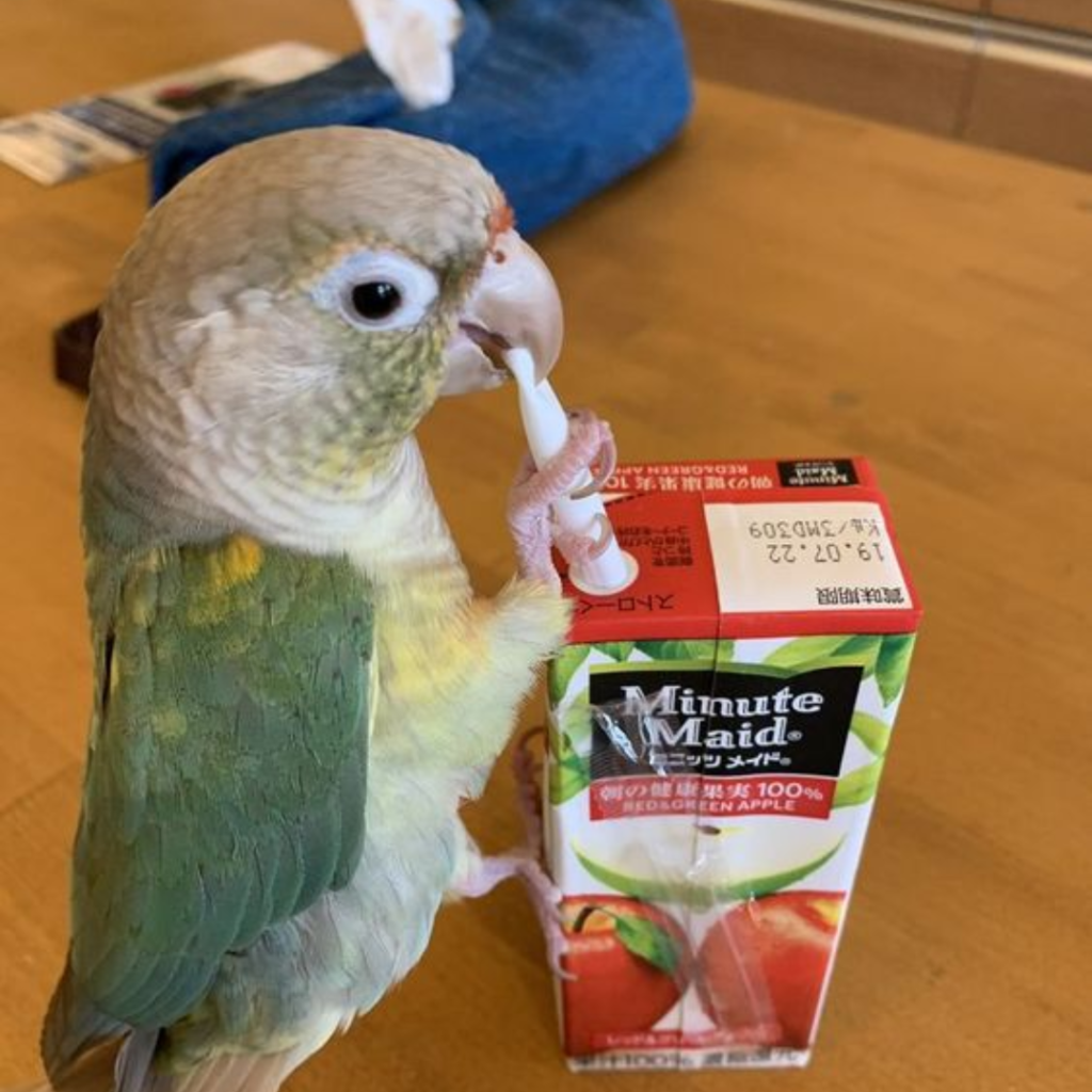 green conure drinking apple juice 