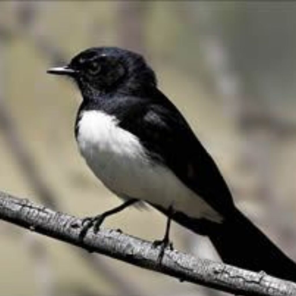 Which Australian Bird is Black and White?