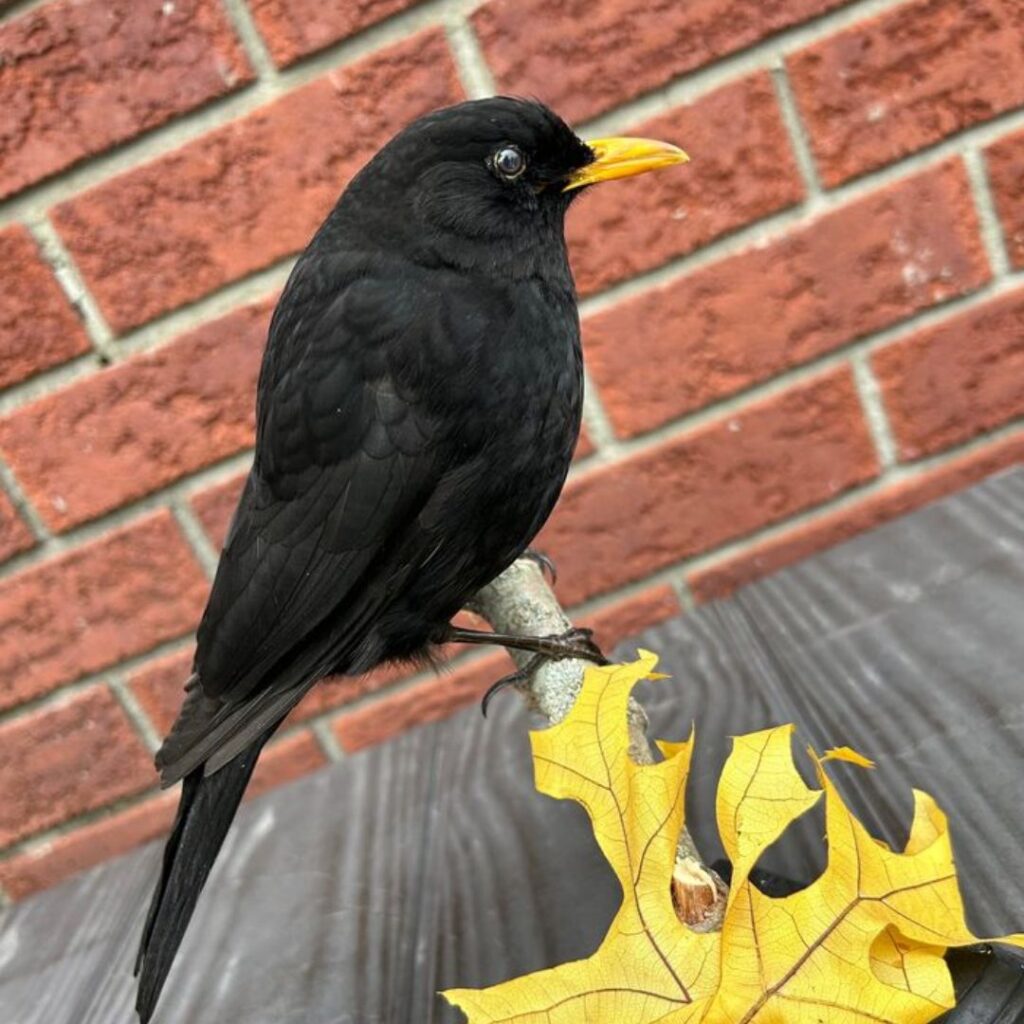 Common Blackbird stabding on black stand