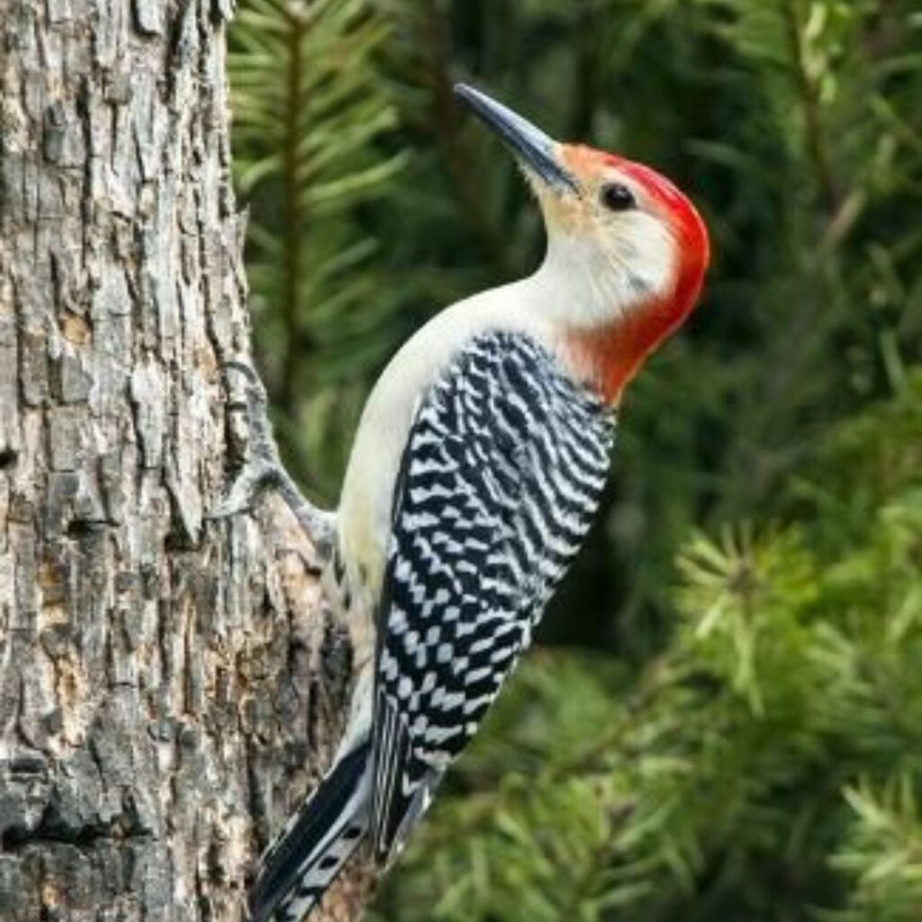 red head woodpecker tucking wood