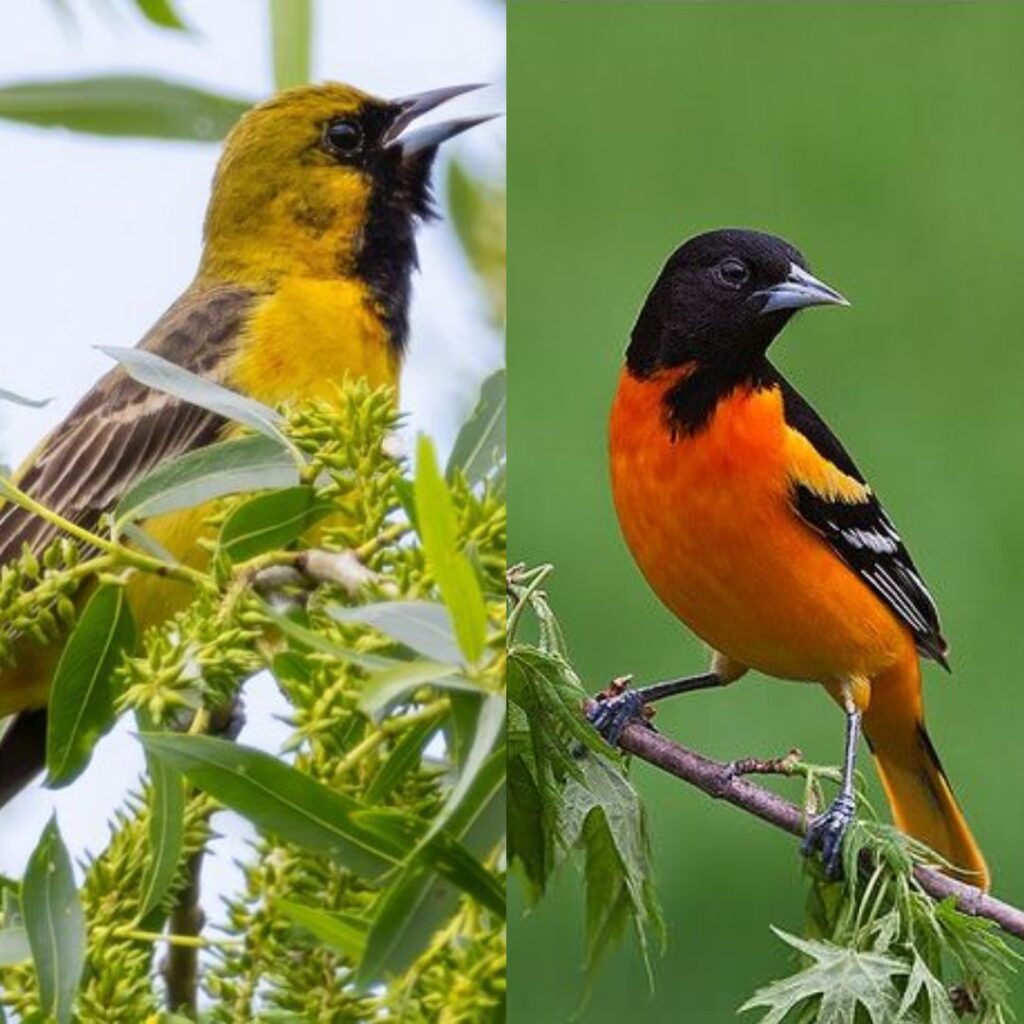 Orchard Oriole vs Baltimore Oriole