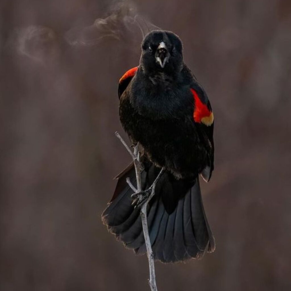 6 Birds Similar to Red-Winged Blackbird