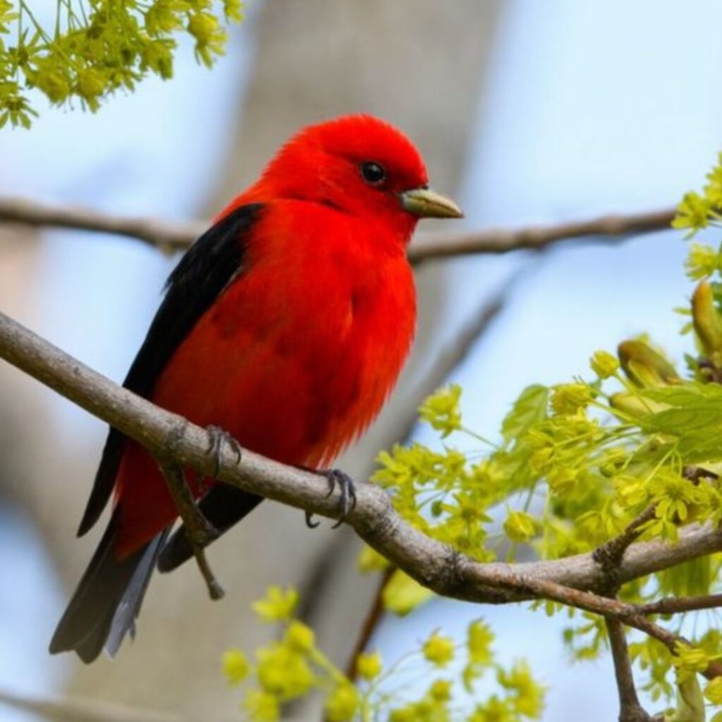 Scarlet Tanager sitting on a tree branch