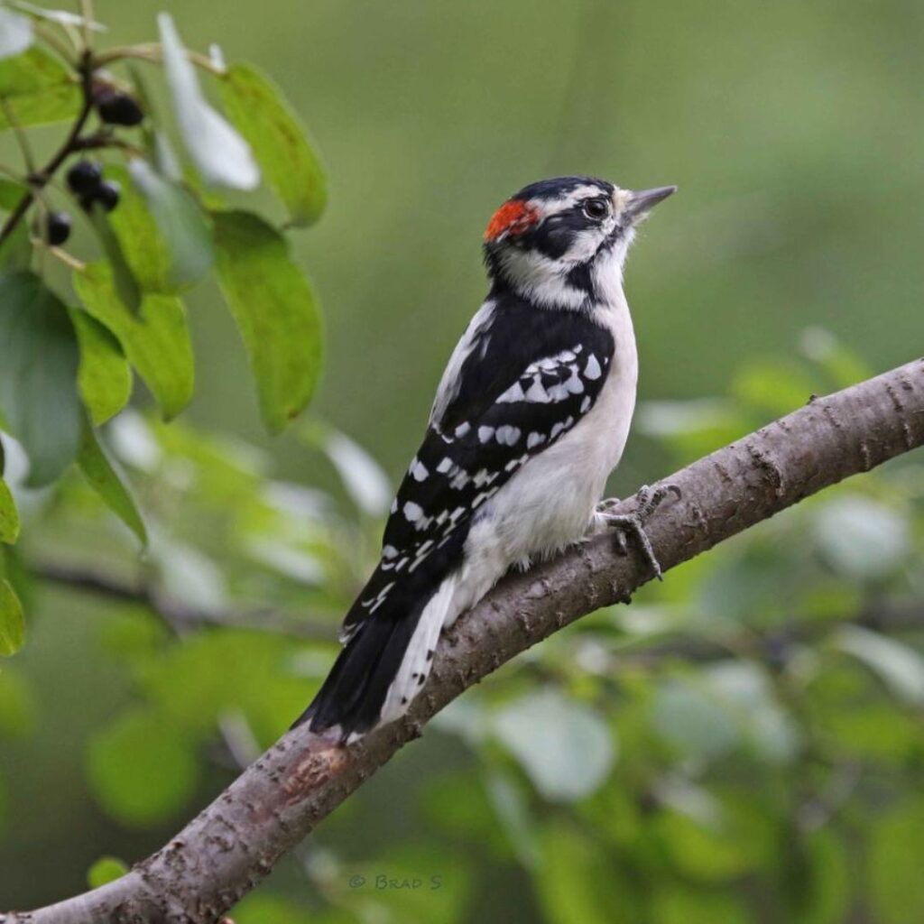 Downy Woodpecker baby sitting alone on a tree branch