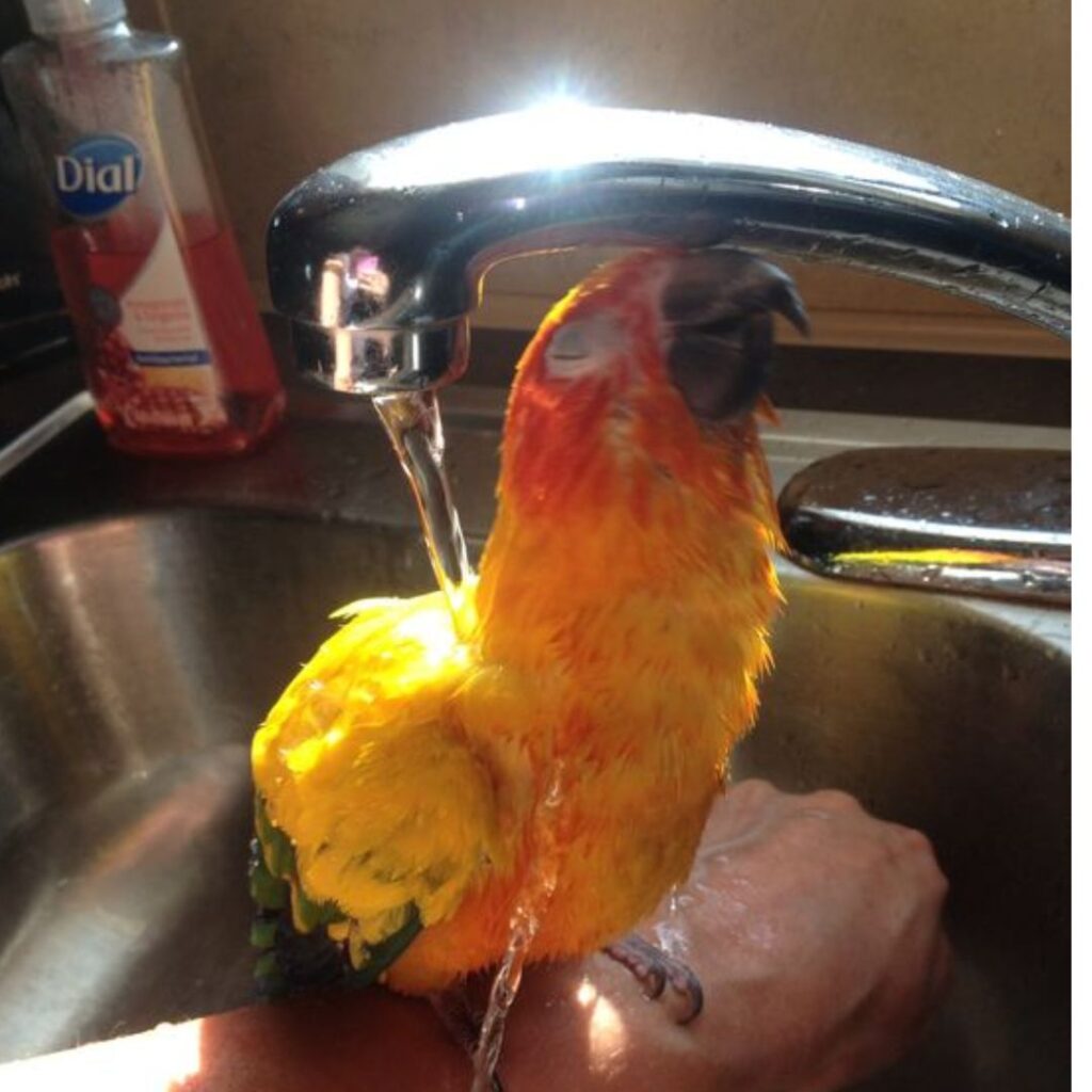 Homemade Bird Shampoo