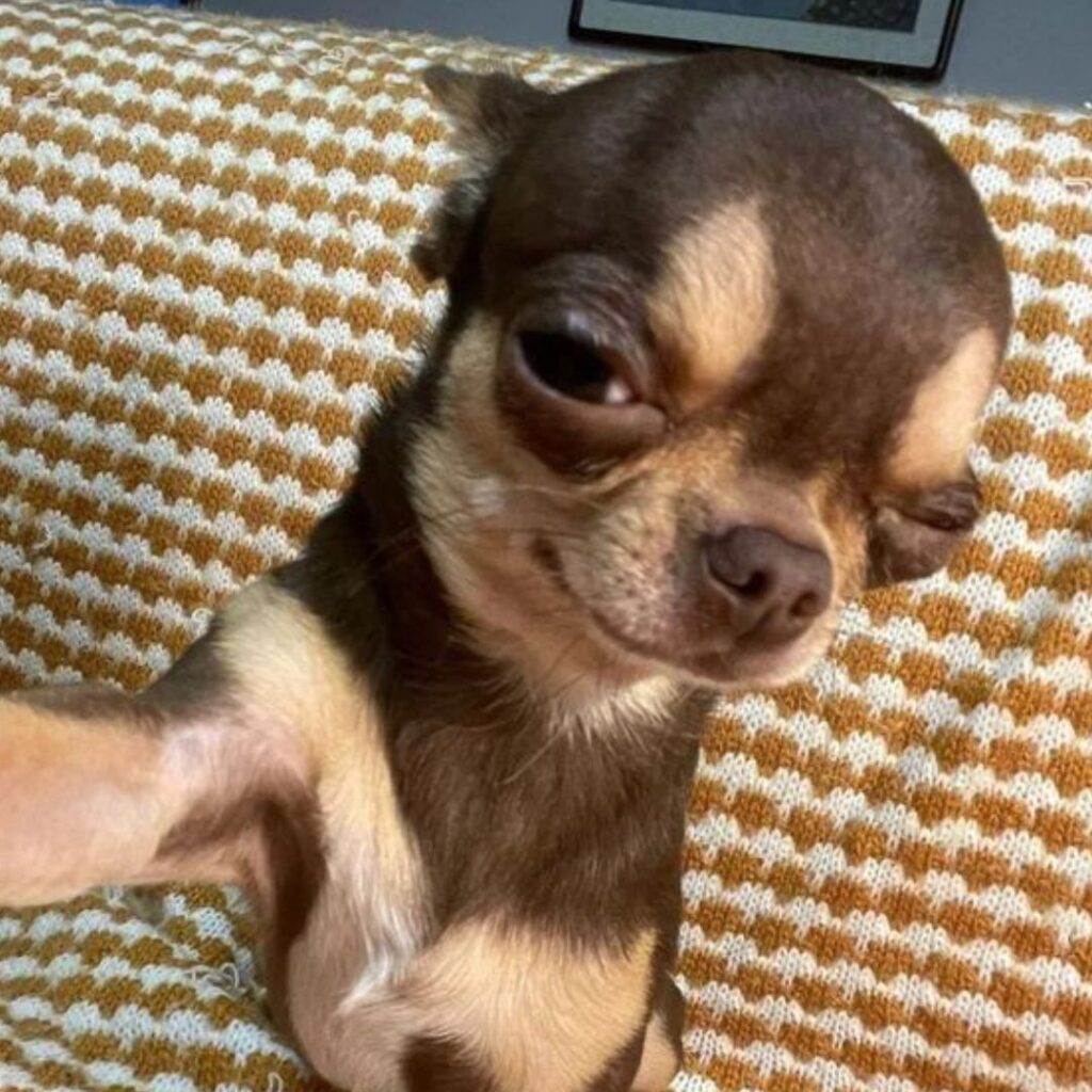 A small chihuahua dog sitting on a couch.