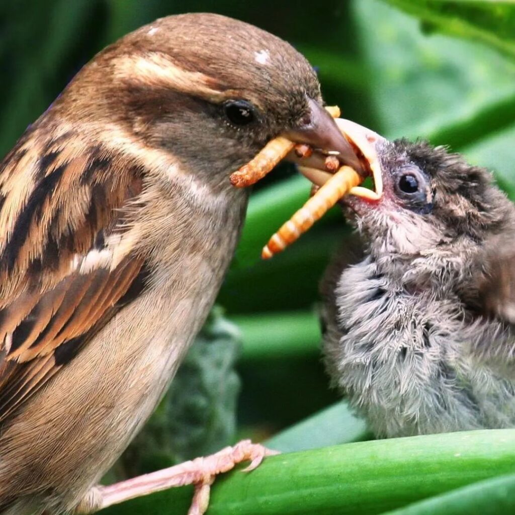 wild sparrow feeding her baby